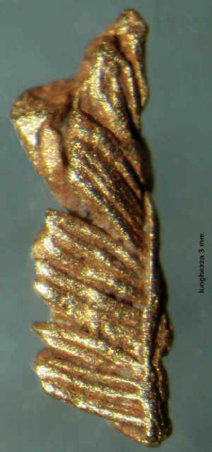 ORO DEL RIO GORZENTE.