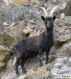 foto capra cimousira1.jpg (29211 byte)